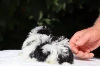 Bubbles Toy Micro , a female Miniature Goldendoodle for sale in Memphis, TN – 9 of 10