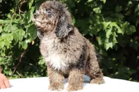 David Ready 11#-20#, a male Miniature Bernedoodle for sale in Memphis, TN – 7 of 9