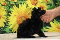 Melina Black Toy Beauty , a female Poodle - Toy  for sale in Memphis, TN – 6 of 10