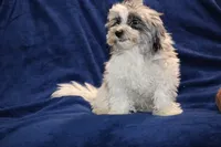 Alistair Blue eye Merle , a male Shihpoo and Poodle - Toy  for sale in Memphis, TN – 2 of 9
