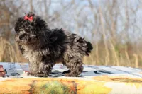 Daisy Blue Merle Wonderful coat, a female Shihpoo and Poodle - Toy  for sale in Memphis, TN – Photo 7 of 8