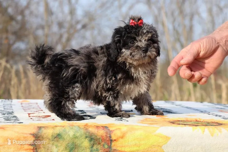 Daisy Blue Merle Wonderful coat – Shihpoo, Poodle - Toy  puppy for sale in Memphis, TN