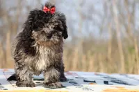 Daisy Blue Merle Wonderful coat, a female Shihpoo and Poodle - Toy  for sale in Memphis, TN – Photo 3 of 8
