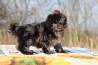 Daisy Blue Merle Wonderful coat, a female Shihpoo and Poodle - Toy  for sale in Memphis, TN – Photo 8 of 8
