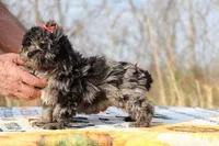 Daisy Blue Merle Wonderful coat, a female Shihpoo and Poodle - Toy  for sale in Memphis, TN – Photo 5 of 8