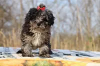 Daisy Blue Merle Wonderful coat, a female Shihpoo and Poodle - Toy  for sale in Memphis, TN – Photo 2 of 8