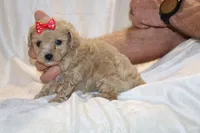 Eloise 0 CDPA, a female Poodle - Toy  for sale in Memphis, TN – Photo 9 of 10