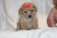 Eloise 0 CDPA, a female Poodle - Toy  for sale in Memphis, TN – Photo 7 of 10