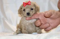 Eloise 0 CDPA, a female Poodle - Toy  for sale in Memphis, TN – Photo 1 of 10