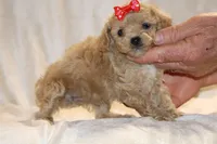 Eloise 0 CDPA, a female Poodle - Toy  for sale in Memphis, TN – Photo 4 of 10