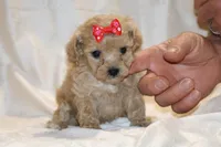 Eloise 0 CDPA, a female Poodle - Toy  for sale in Memphis, TN – Photo 5 of 10