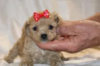 Eloise 0 CDPA, a female Poodle - Toy  for sale in Memphis, TN – Photo 8 of 10