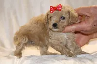 Eloise 0 CDPA, a female Poodle - Toy  for sale in Memphis, TN – Photo 3 of 10