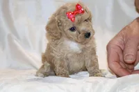 Eloise 0 CDPA, a female Poodle - Toy  for sale in Memphis, TN – Photo 6 of 10