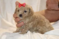 Eloise 0 CDPA, a female Poodle - Toy  for sale in Memphis, TN – Photo 10 of 10