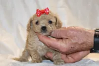Eloise 0 CDPA, a female Poodle - Toy  for sale in Memphis, TN – Photo 2 of 10
