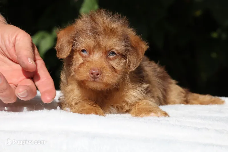 Colt Chocolate merle  – Yorkipoo puppy for sale in Memphis, TN