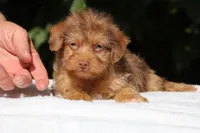 Colt Chocolate merle , a male Yorkipoo for sale in Memphis, TN – 1 of 10
