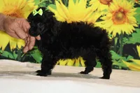 Melina Black Toy Beauty , a female Poodle - Toy  for sale in Memphis, TN – 7 of 10