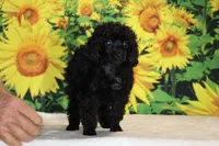 Pedro Toy Black , a male Poodle - Toy  for sale in Memphis, TN – 2 of 10
