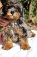 11-20# Gideon Phantom , a male Miniature Bernedoodle for sale in Memphis, TN – 4 of 9