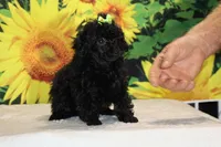 Melina Black Toy Beauty , a female Poodle - Toy  for sale in Memphis, TN – 5 of 10