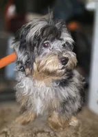 Phantom Merle Beauty , a female Shihpoo and Poodle - Toy  for sale in Memphis, TN – 4 of 8