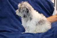 Ready Alistair Merle, a male Shihpoo and Poodle - Toy  for sale in Memphis, TN – 5 of 10