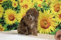 Maurice Chocolate merle , a male Poodle - Miniature  for sale in Memphis, TN – 4 of 10