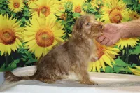 1 blue eye 1 green Chocolate merle , a male Yorkipoo for sale in Memphis, TN – 7 of 10