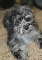 Daisy Blue Merle Wonderful coat, a female Shihpoo and Poodle - Toy  for sale in Memphis, TN – 8 of 8