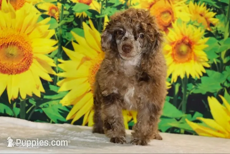 Maurice Chocolate merle  – Poodle - Miniature  puppy for sale in Memphis, TN