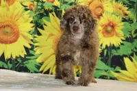 Maurice Chocolate merle , a male Poodle - Miniature  for sale in Memphis, TN – 5 of 10