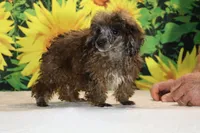 Spirit blue merle toy, a male Poodle - Toy  for sale in Memphis, TN – 2 of 6