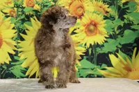 Maurice Chocolate merle , a male Poodle - Miniature  for sale in Memphis, TN – 6 of 10