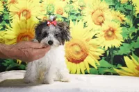 Ready toy Micro Birdie Bluemerle , a female Miniature Goldendoodle for sale in Memphis, TN – 6 of 10