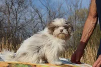 2 blue eyes Lavender Merle , a male Shihpoo and Poodle - Toy  for sale in Memphis, TN – 7 of 8
