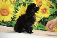 Toy Jasper Black and white , a male Poodle - Toy  for sale in Memphis, TN – 7 of 10