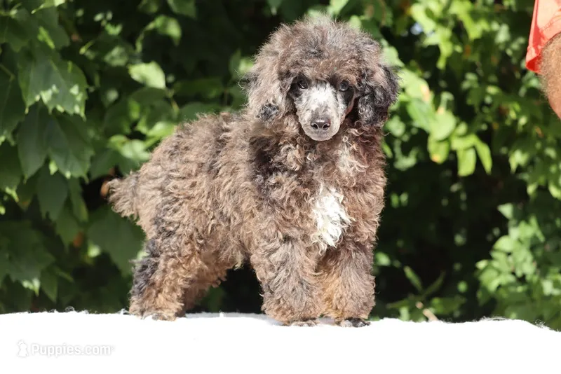 Ice Man Blue Eyed – Poodle - Miniature  puppy for sale in Memphis, TN