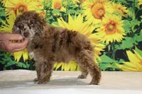 Maurice Chocolate merle , a male Poodle - Miniature  for sale in Memphis, TN – 3 of 10