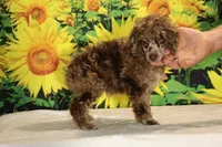 Maurice Chocolate merle , a male Poodle - Miniature  for sale in Memphis, TN – 7 of 10