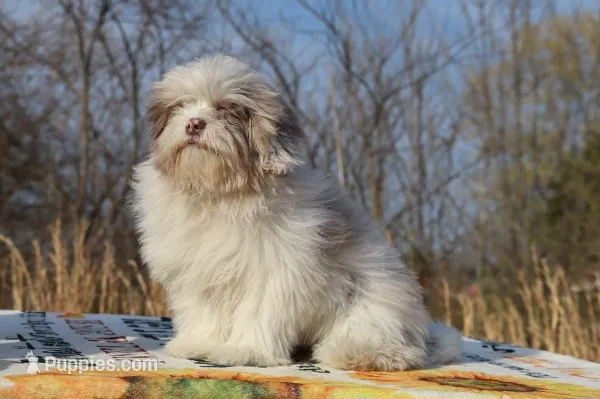 2 blue eyes Lavender Merle  – Shihpoo, Poodle - Toy  puppy for sale in Memphis, TN