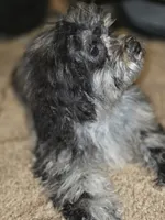 Daisy Blue Merle Wonderful coat, a female Shihpoo and Poodle - Toy  for sale in Memphis, TN – 3 of 8