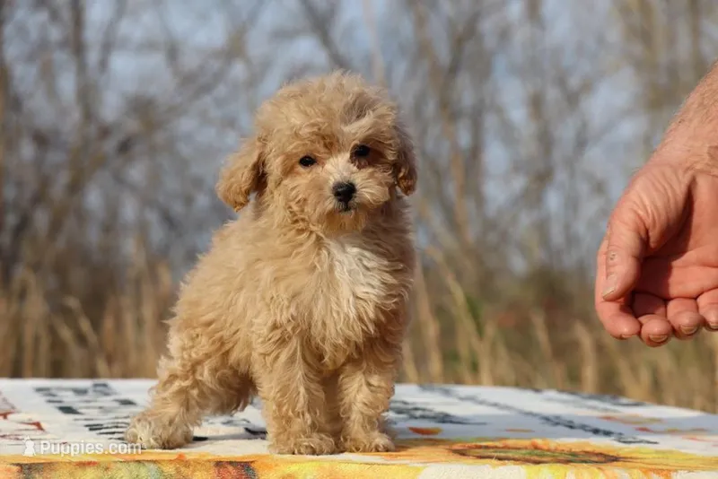 Eloise Cream & white 0cpda – Poodle - Toy  puppy for sale in Memphis, TN