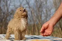 Eloise Cream & white 0cpda, a female Poodle - Toy  for sale in Memphis, TN – Photo 9 of 9