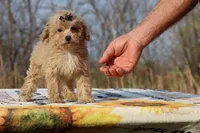 Eloise Cream & white 0cpda, a female Poodle - Toy  for sale in Memphis, TN – Photo 7 of 9