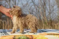 Eloise Cream & white 0cpda, a female Poodle - Toy  for sale in Memphis, TN – Photo 4 of 9