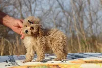 Eloise Cream & white 0cpda, a female Poodle - Toy  for sale in Memphis, TN – Photo 5 of 9