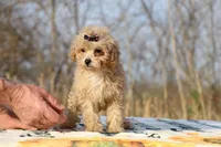Eloise Cream & white 0cpda, a female Poodle - Toy  for sale in Memphis, TN – Photo 3 of 9