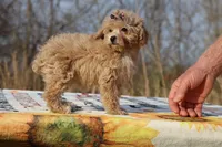 Eloise Cream & white 0cpda, a female Poodle - Toy  for sale in Memphis, TN – Photo 6 of 9